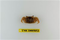 藏品(紫螯大眼蟹)的圖片